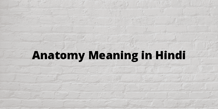 Anatomy Meaning In Hindi - हिंदी अर्थ