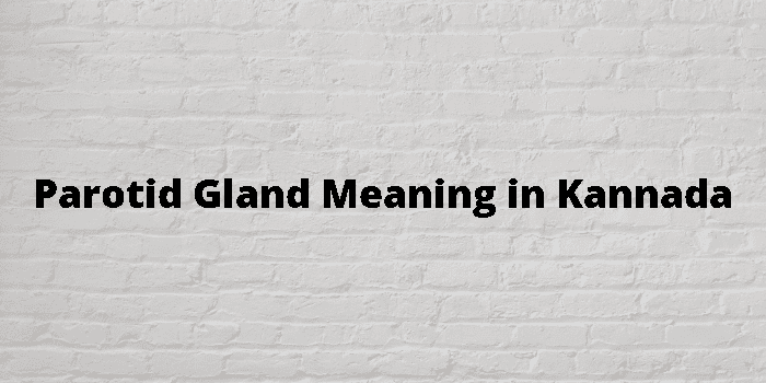 parotid-gland-meaning-in-kannada