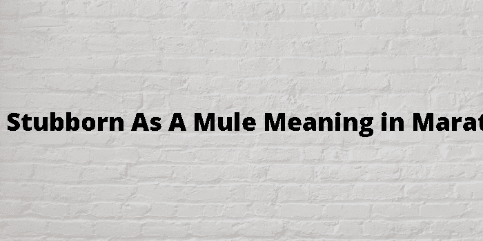 Definition & Meaning of Stubborn as a mule