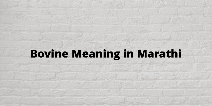 Bovine Meaning In Marathi - मराठी अर्थ