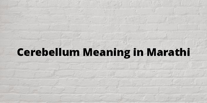 Cerebellum Meaning In Marathi 