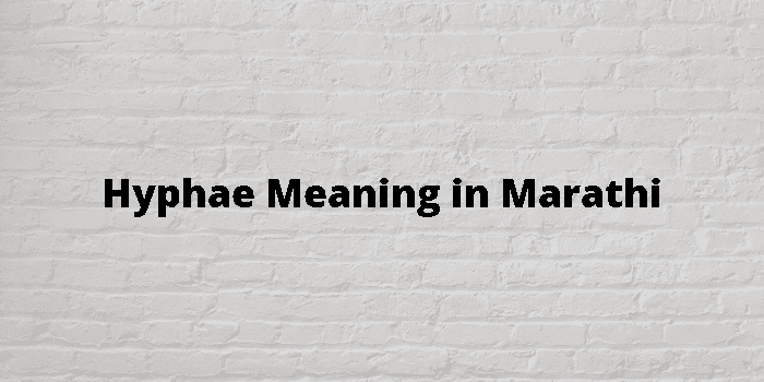 hyphae-meaning-in-marathi