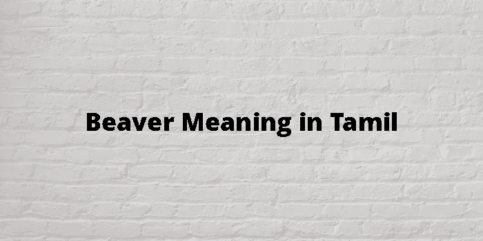 beaver-meaning-in-tamil