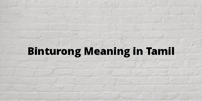 binturong-meaning-in-tamil