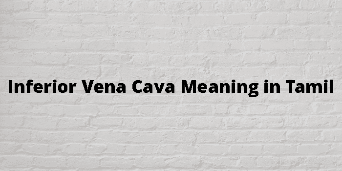 inferior-vena-cava-meaning-in-tamil
