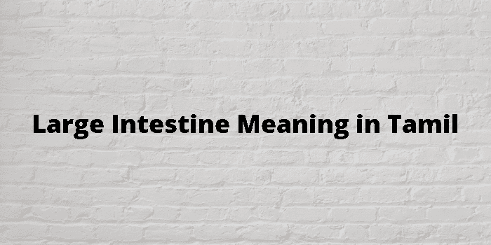 large-intestine-meaning-in-tamil