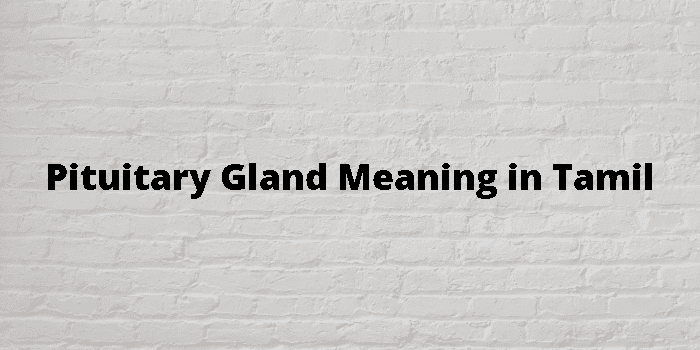 pituitary-gland-meaning-in-tamil