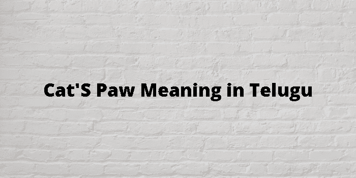 cat-s-paw-meaning-in-telugu