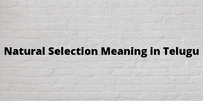 natural-selection-meaning-in-telugu