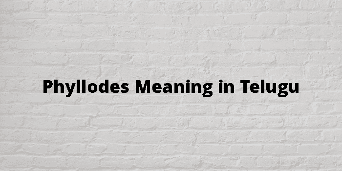 Phyllodes Meaning In Telugu - తెలుగు అర్థం