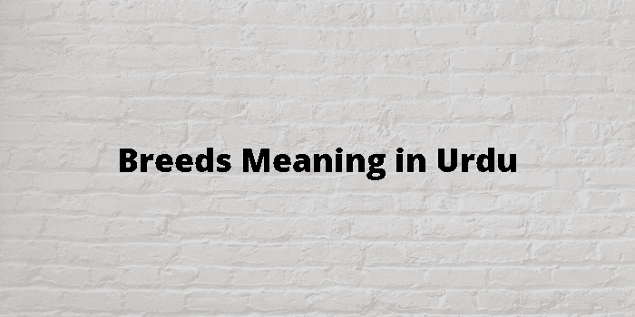 breeds-meaning-in-urdu