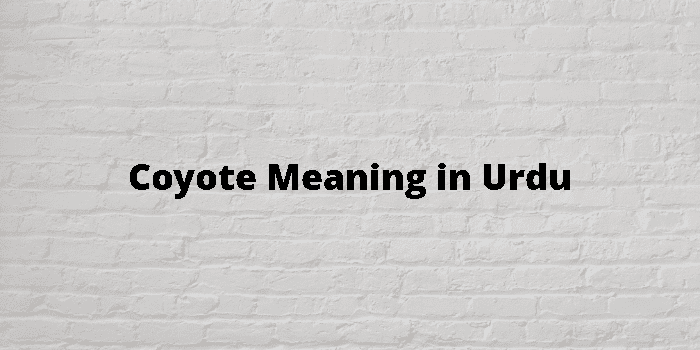 coyote-meaning-in-urdu