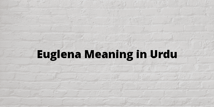 euglena-meaning-in-urdu