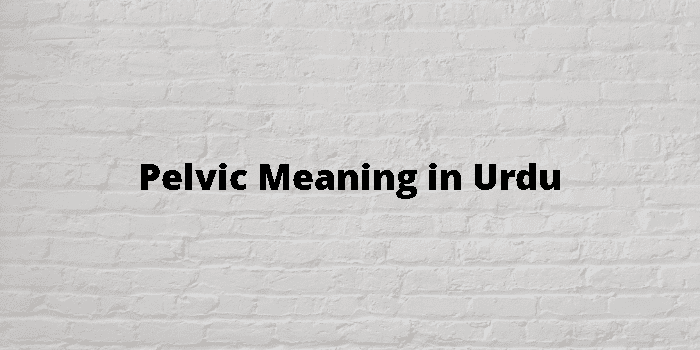 pelvic-meaning-in-urdu