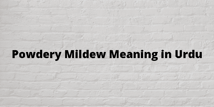 Mildew Meaning In Urdu