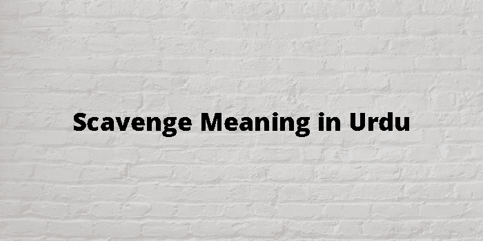 Scavenge Meaning In Urdu - اردو معنی
