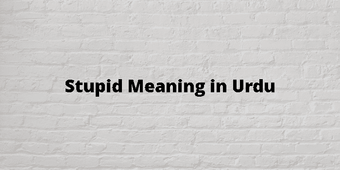 stupid-meaning-in-urdu