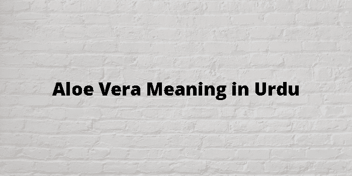 Aloe Vera Meaning In Urdu - اردو معنی